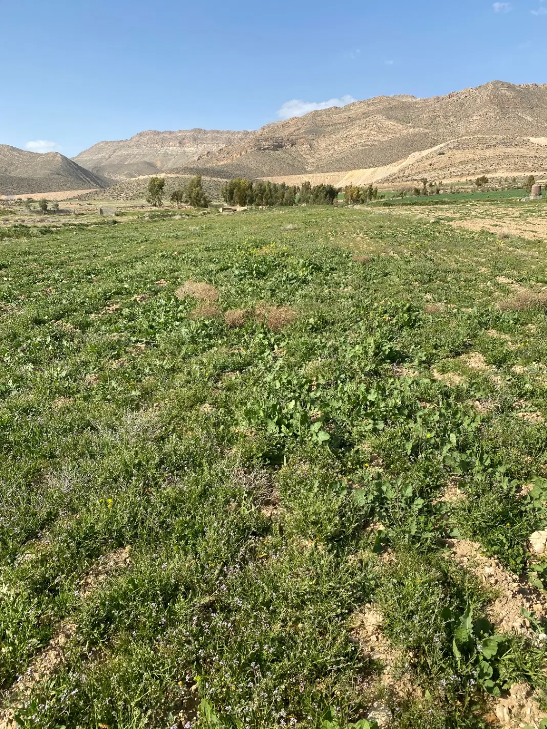 فروش زمین باغ سوله گاوداری