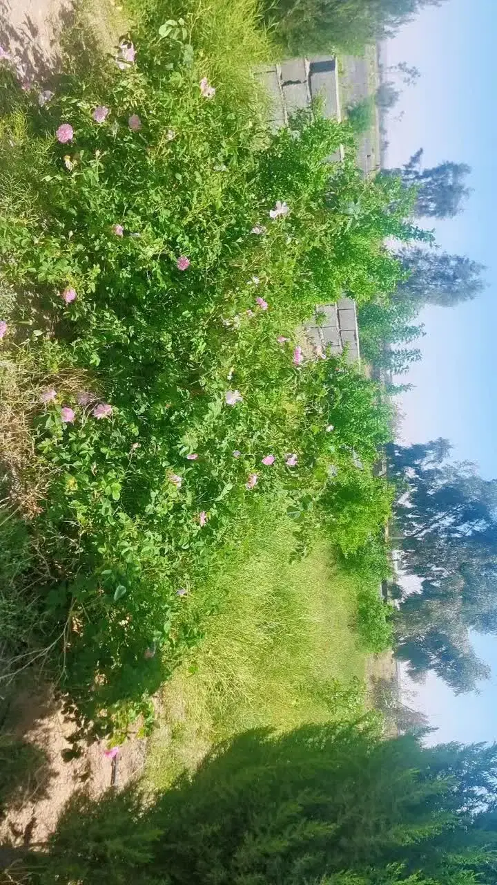 باغچه نقلی داخل شهرک باغی (نقد و چک)