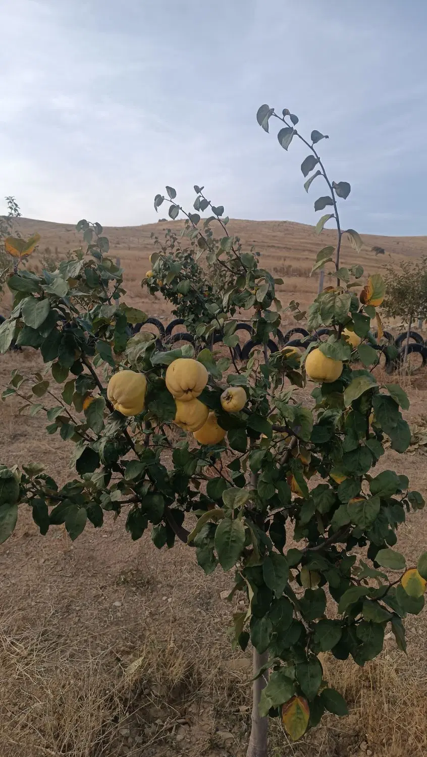 باغ ۱۲۰۰ متر سند دار در زرشک
