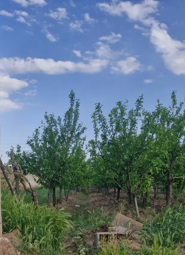 زمین باغی همراه با آب