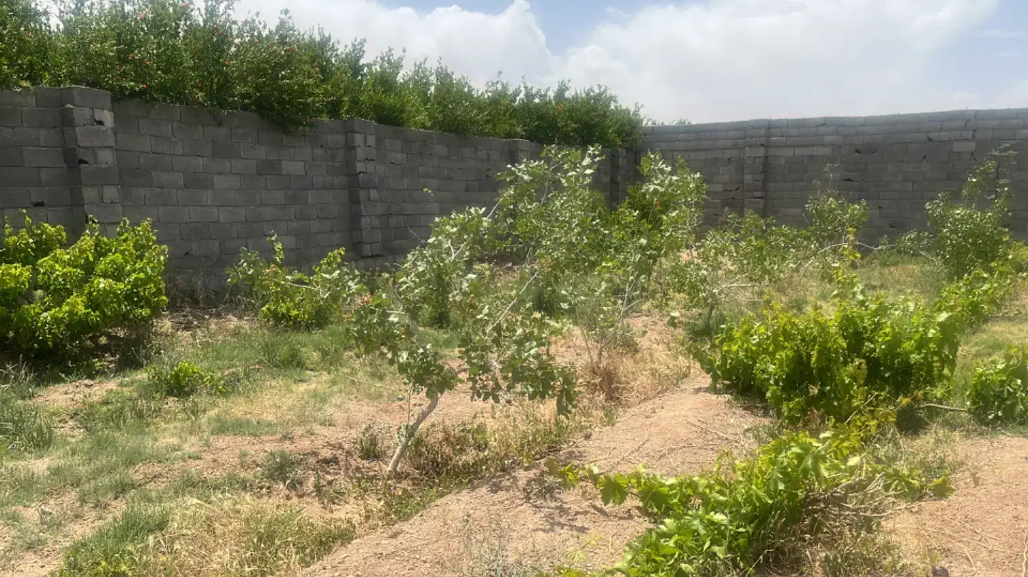 فروش زمین ۶۵۰متری باغی کوچه گاز(کارخانه اسنوا)