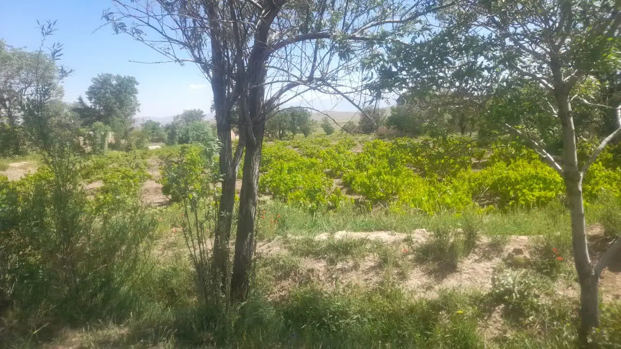 2000 متر باغ انگوری (روستای خشتیجان)