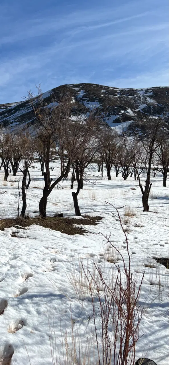 باغ چهاردیواری