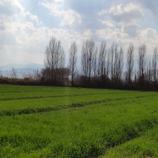 زمین کشاورزی