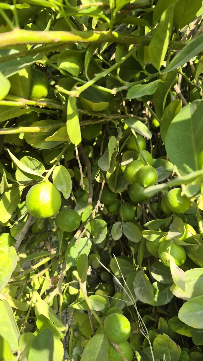 فروش باغ و زمین کشاورزی