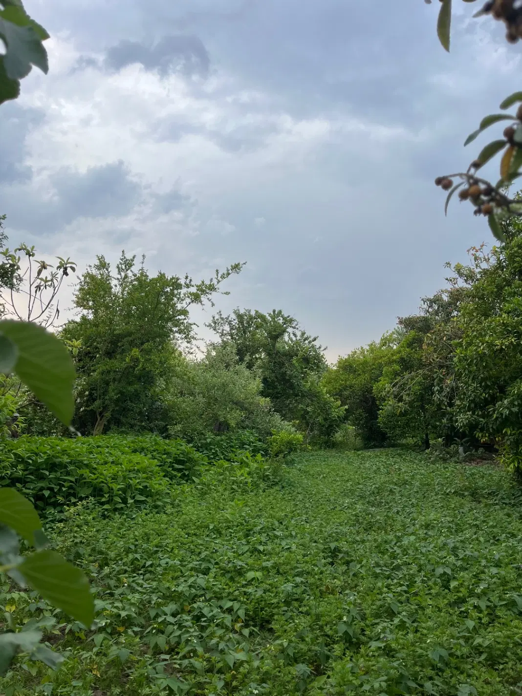 ۹۹۴.۵۰ متر زمین_مسکونی_سند دار