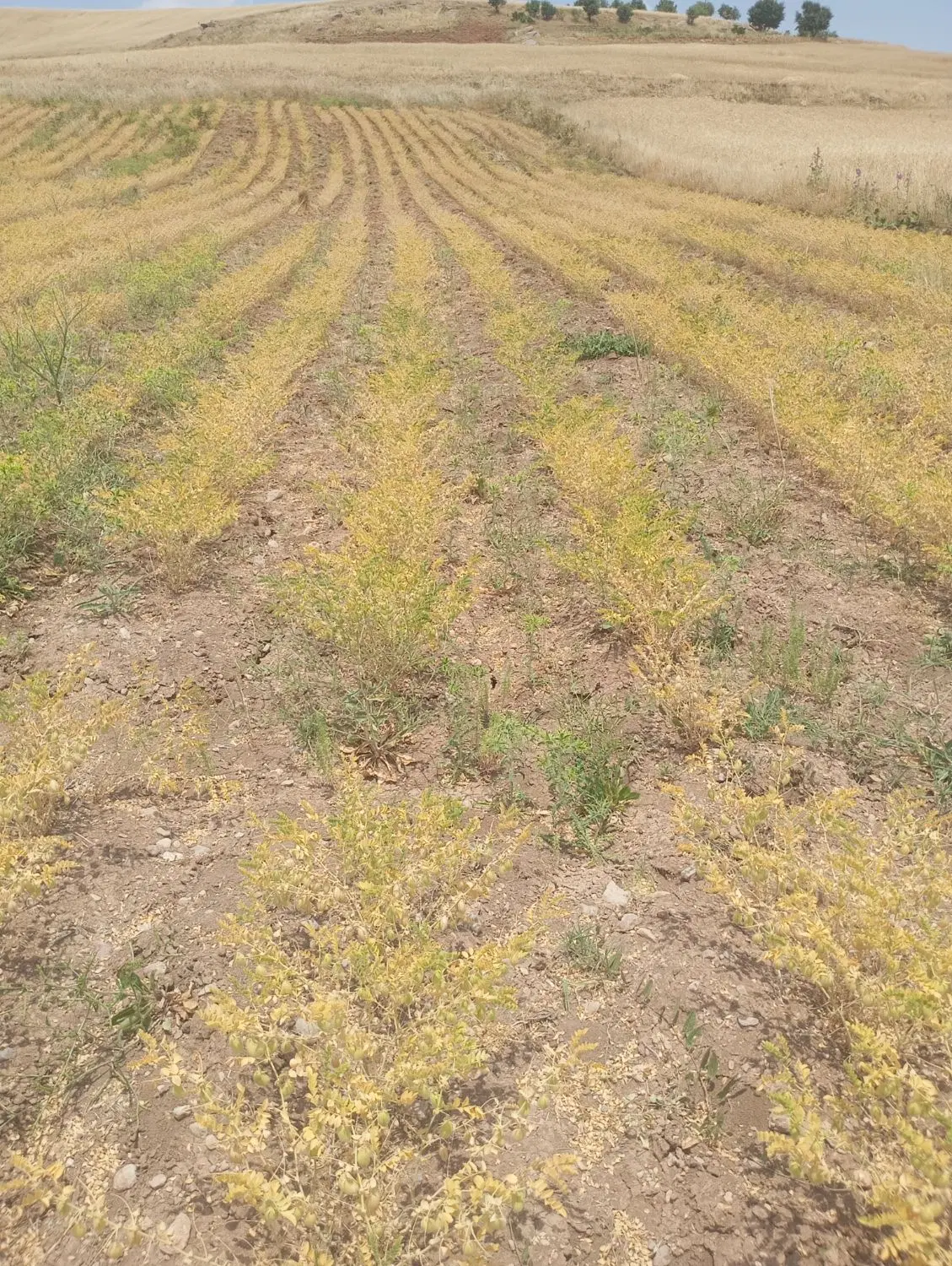 زمین برای باغ