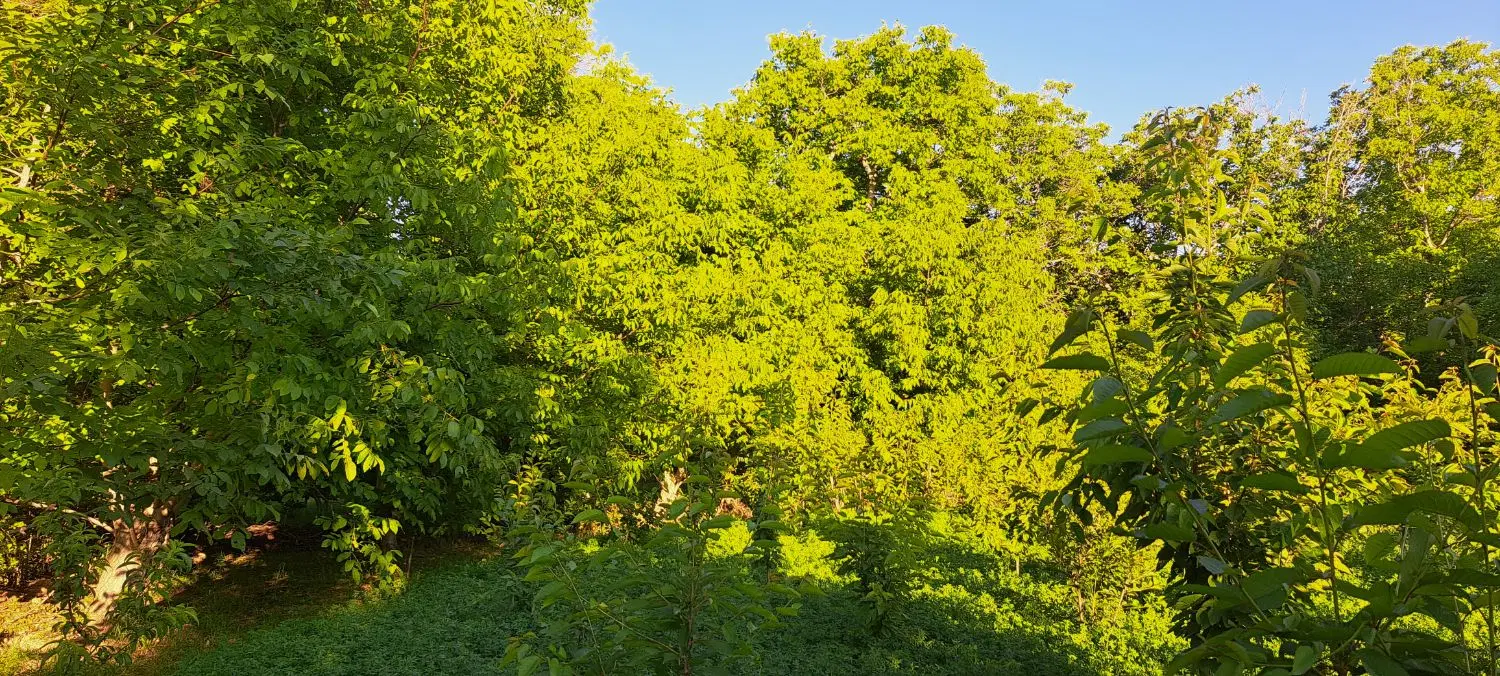 باغ قره باشلو