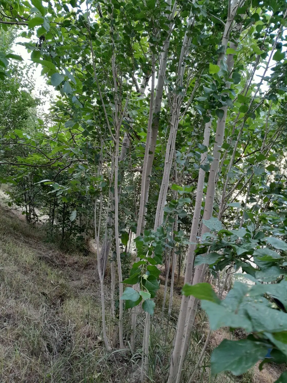 فروش باغ زیبا در روستای بادامیار