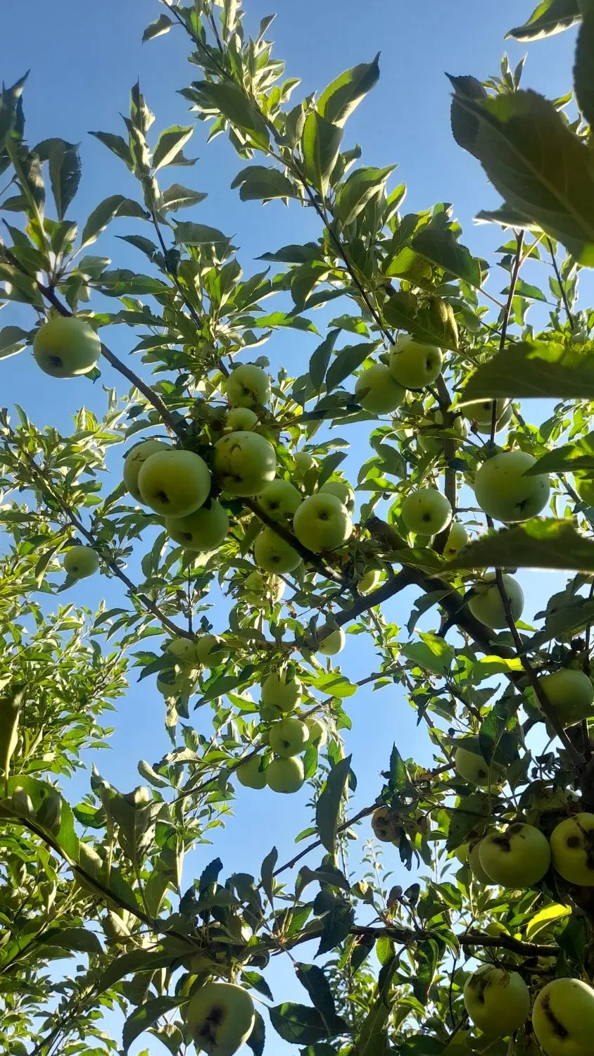 باغ کاکارضا