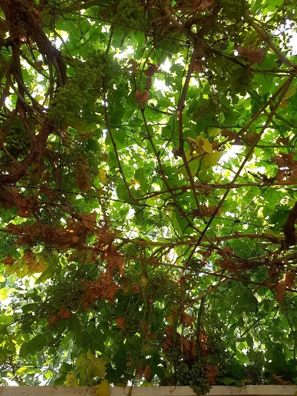 باغ انگور