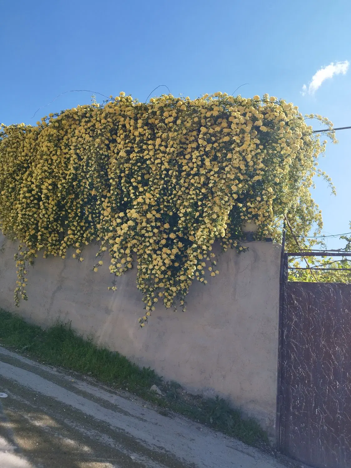 اجاره ویلای نوساز ۱۳۰ متری ۲ خواب با حیاط