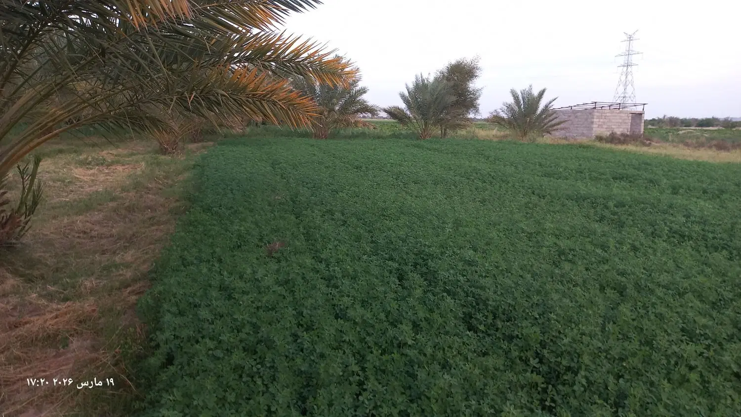 فروش زمین کشاورزی