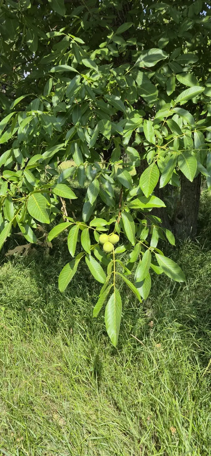 فروش، تهاتر،  باغ در شهر فیروزکوه روستای اندریه