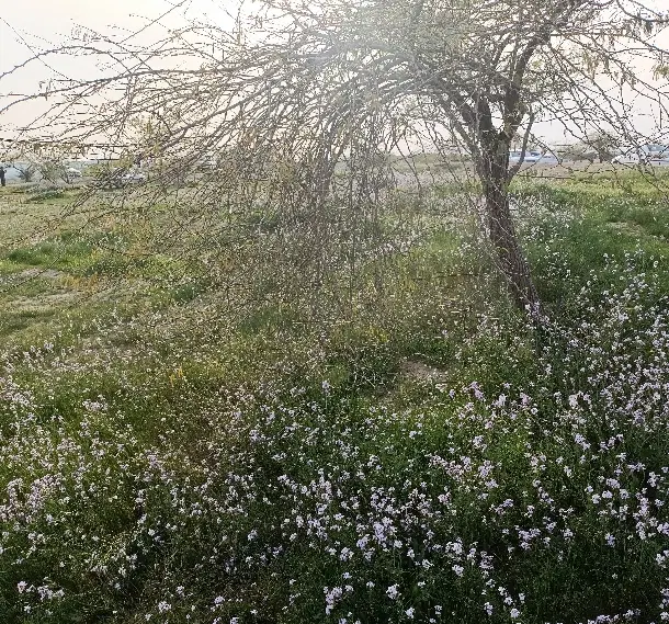 رهن منزل ویلایی.کوچه ۴ شرکت گاز