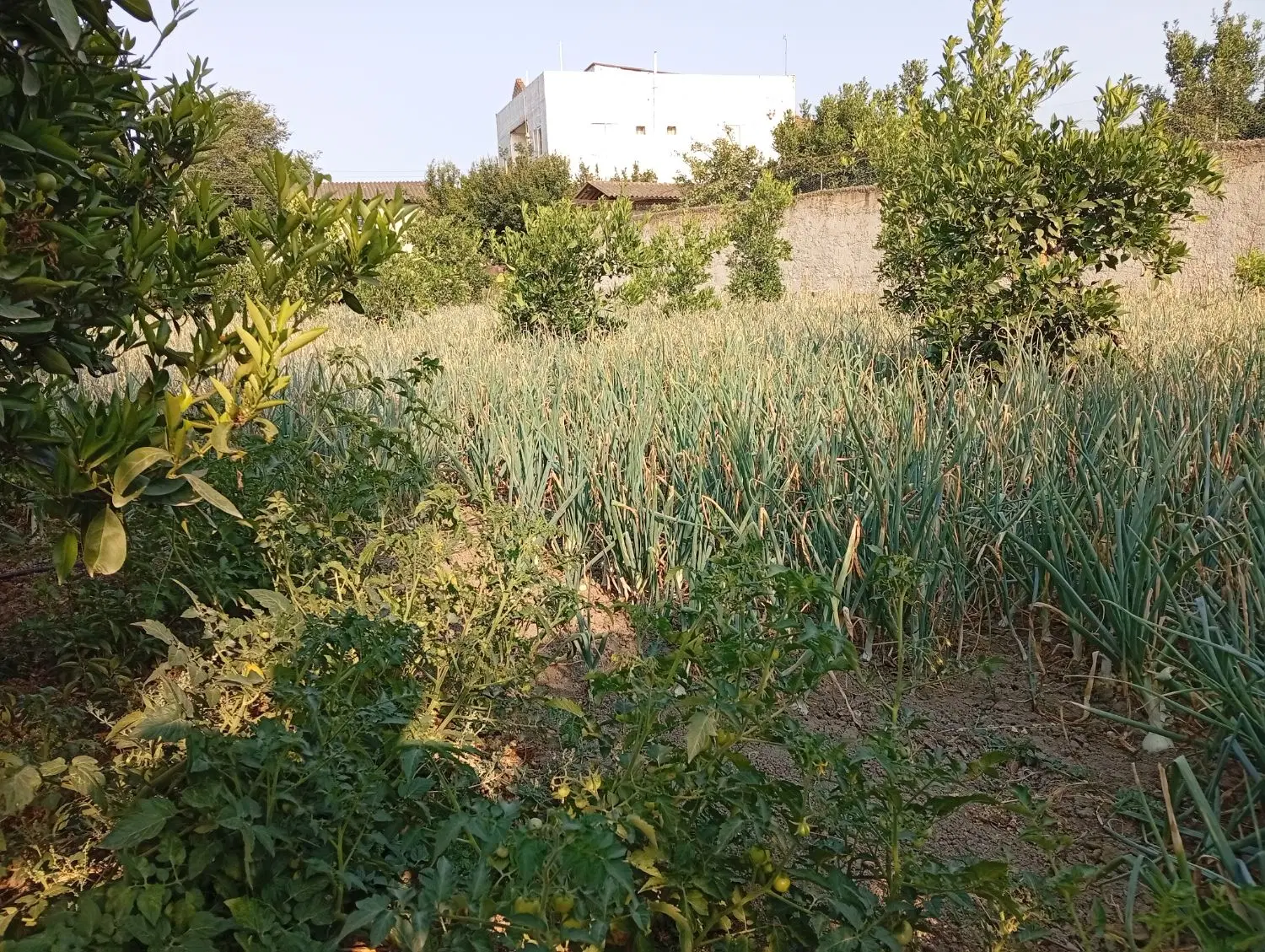زمین ۳۰۰ متری