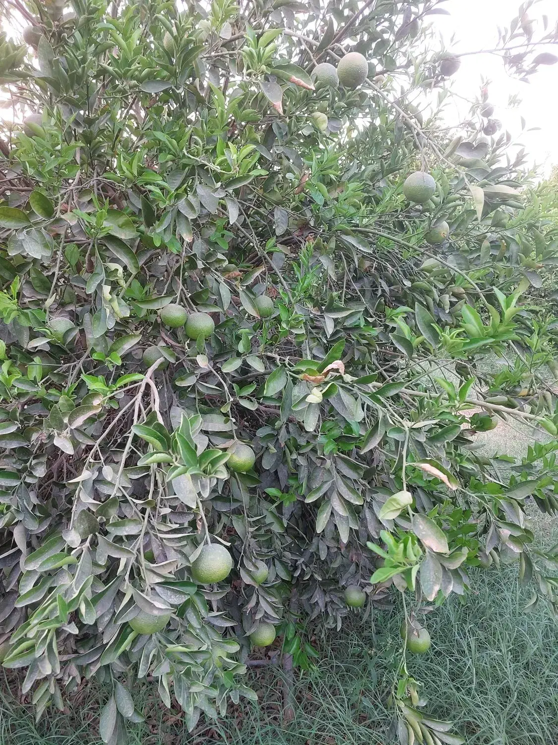 باغ ۱۳۰۰ متری با چهاردیواری و درب ،انشعاب برق و اب