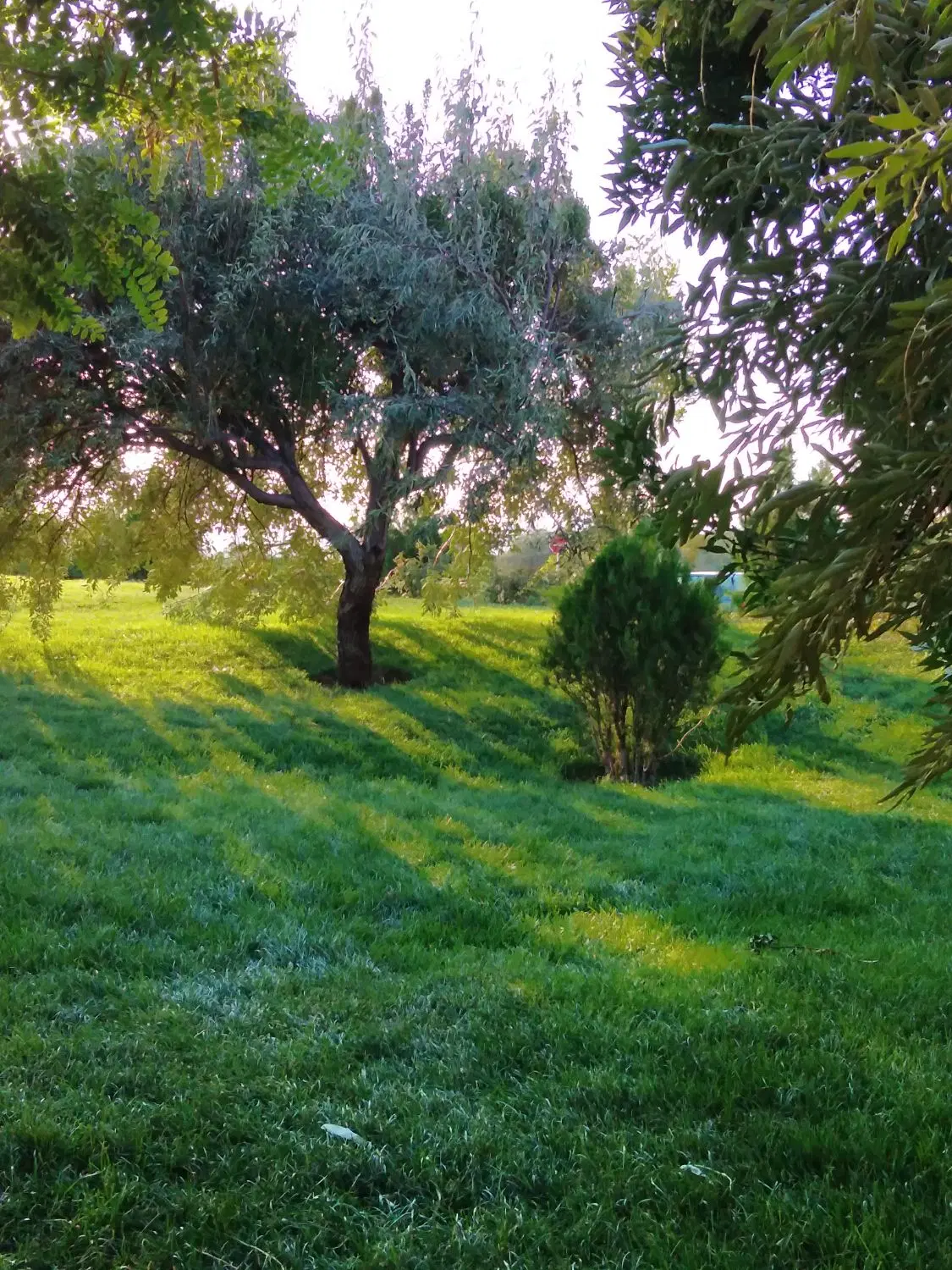 فروش باغ