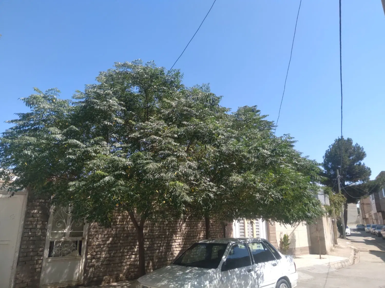 زمین مسکونی منظر خیابان بصیرت
