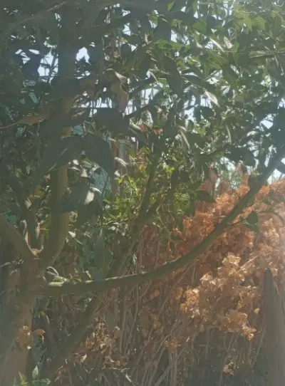 باغ و باغچه