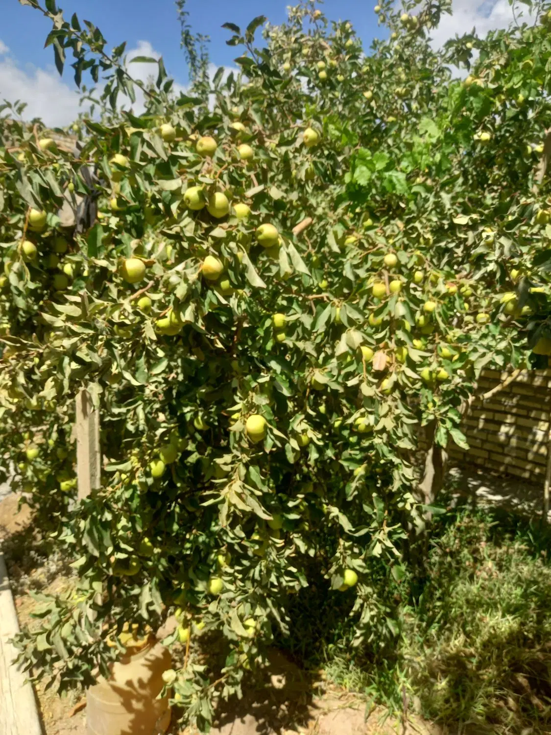 زمین تجاری خیابان سنتو