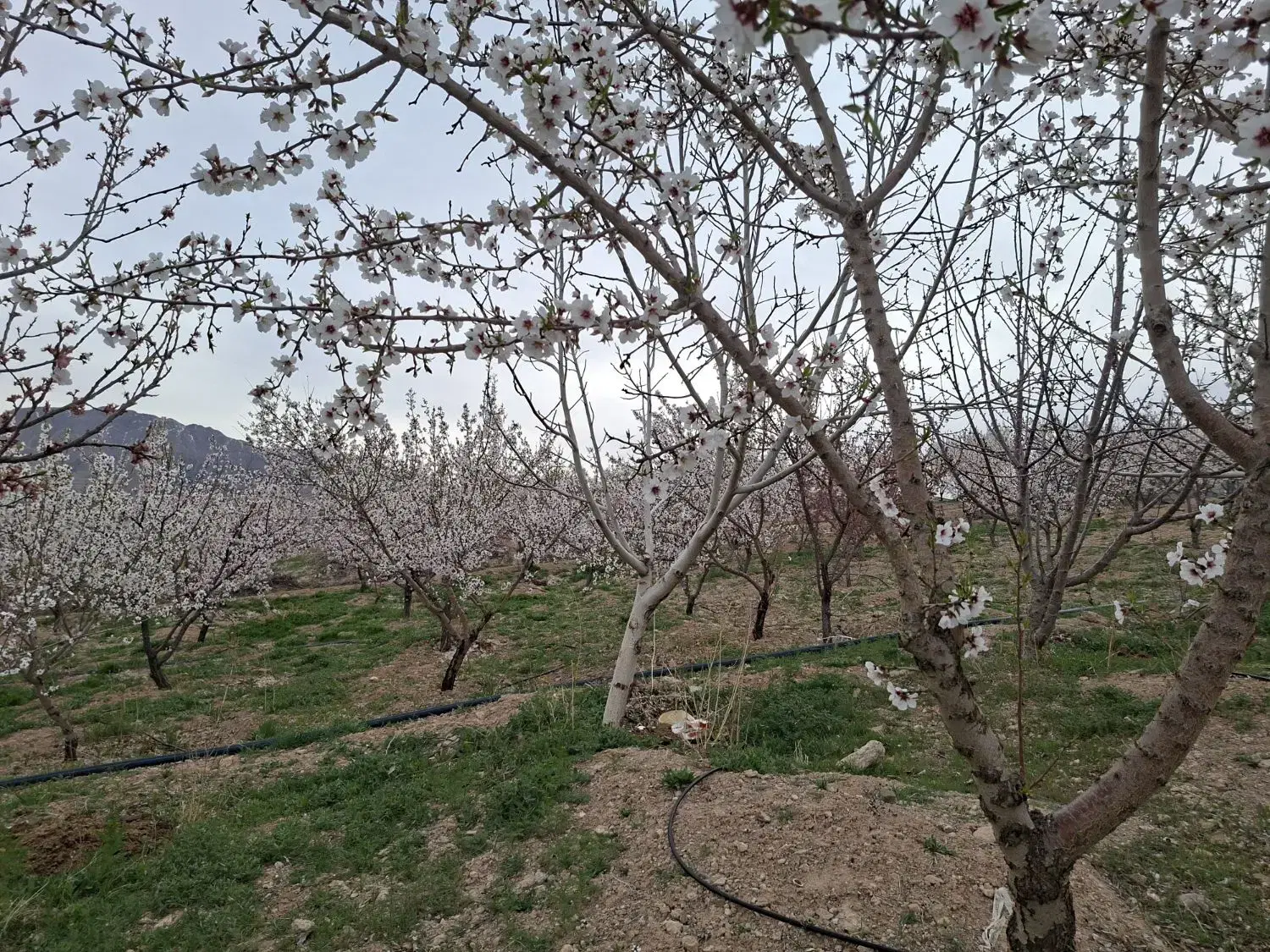 باغ سامان
