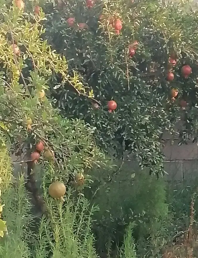 باغ 1000 متری کفترک