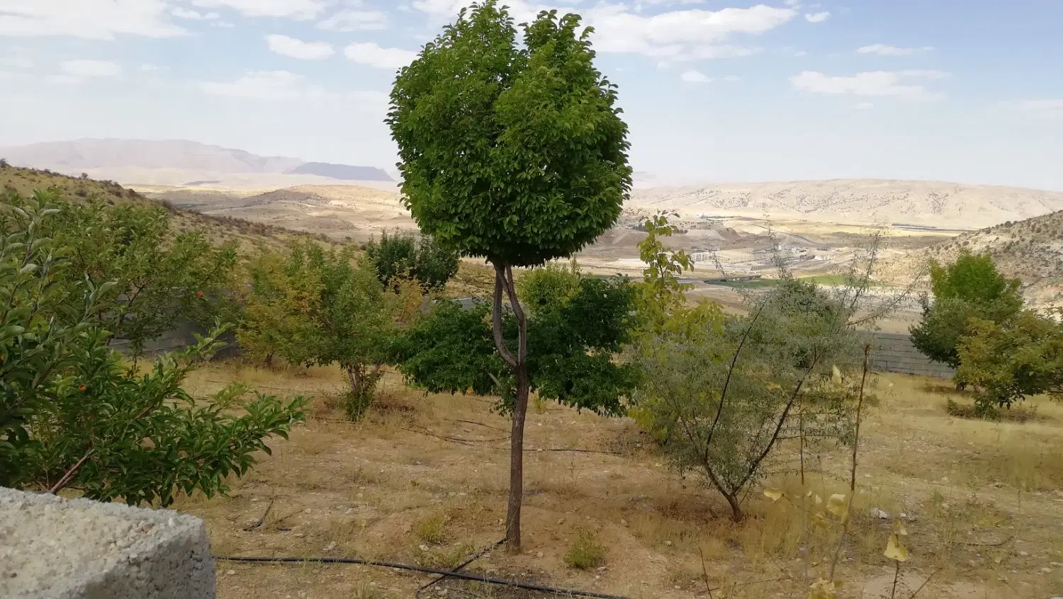باغ کهمره مجتمع بلوط فروش یا معاوضه با ماشین