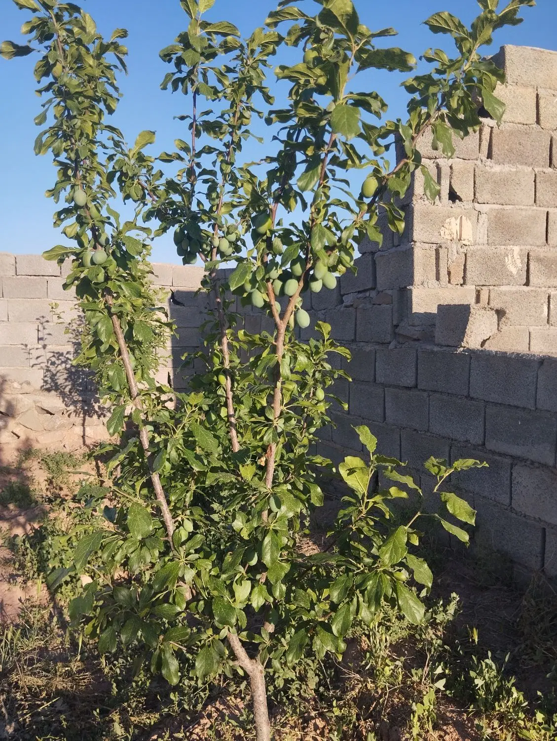 باغ در اول جاده دشت