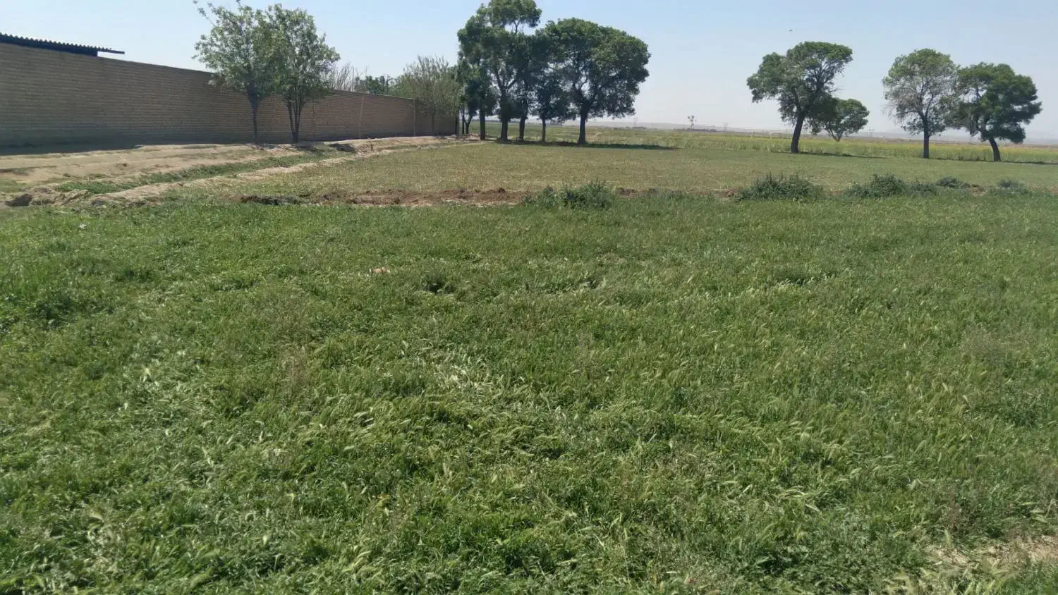 زمین کشاورزی