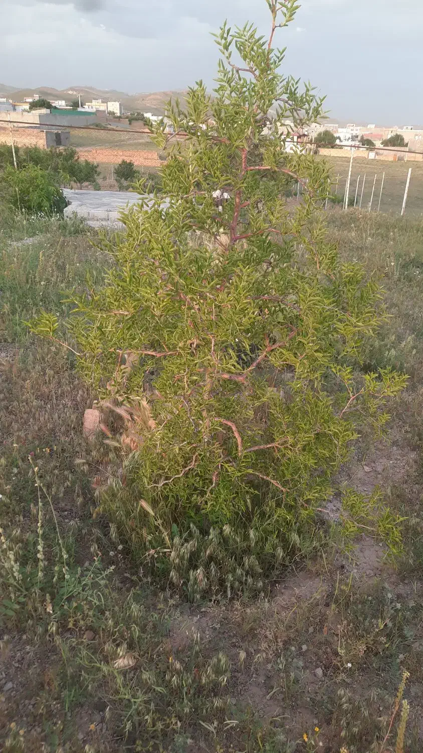 دو قطعه زمین در نجم آباد