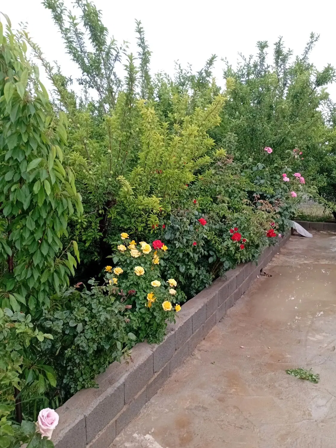باغچه چهاردیواری ۵۰۰متری سهیلیه سنقرآبادبرق آب دار