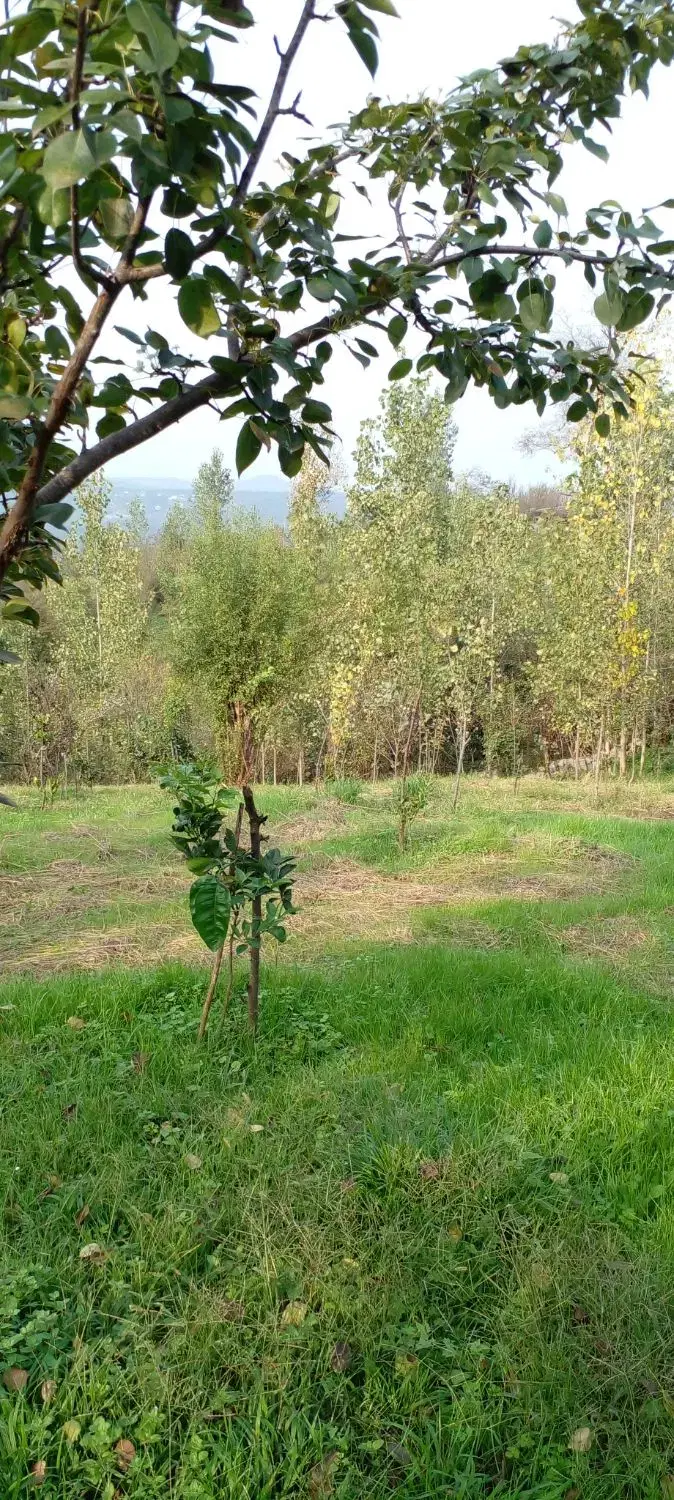 زمین باغی در درازکلا روستای سنگریزه