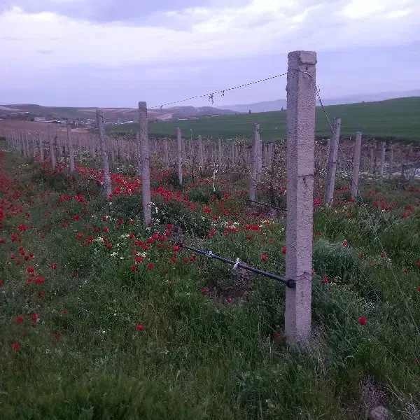 باغ درجاده انهر روستای قصریک
