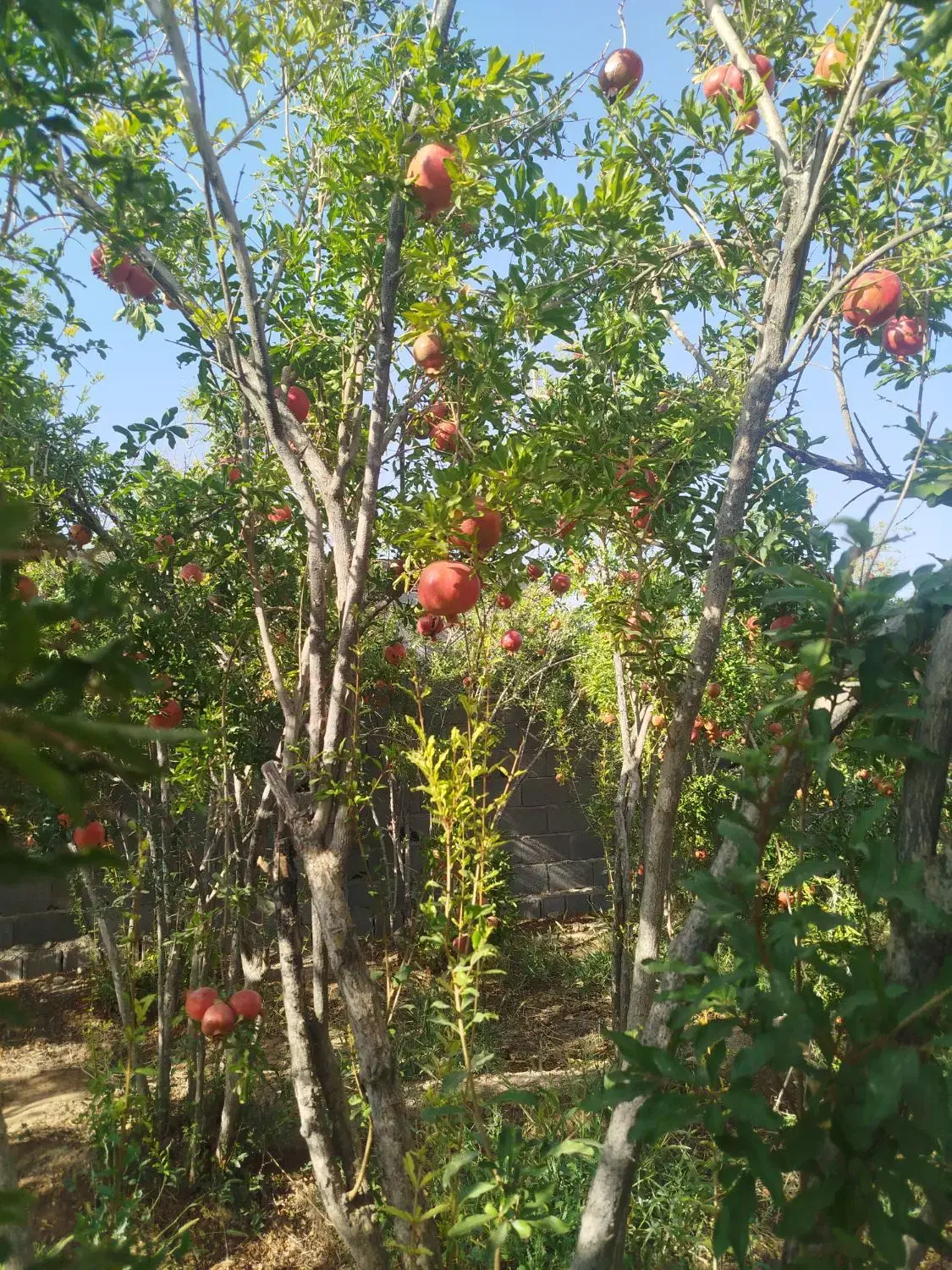 باغچه انار روستای امامزاده علی اکبر