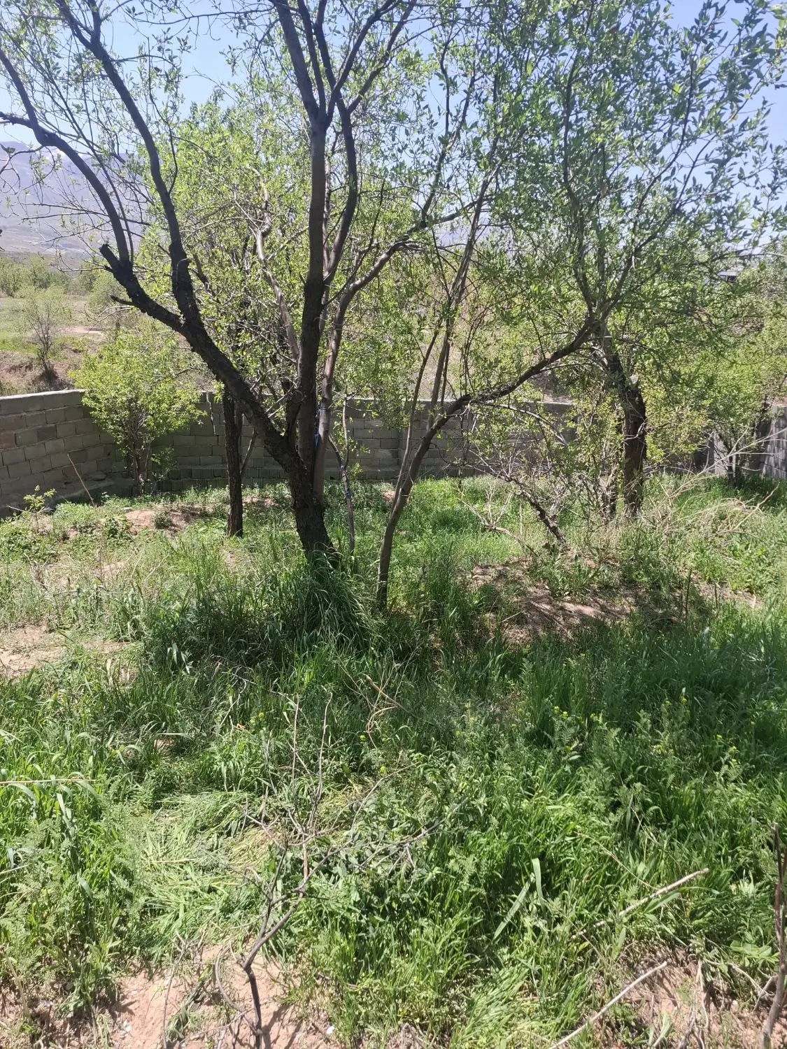 باغ در غرق اباد