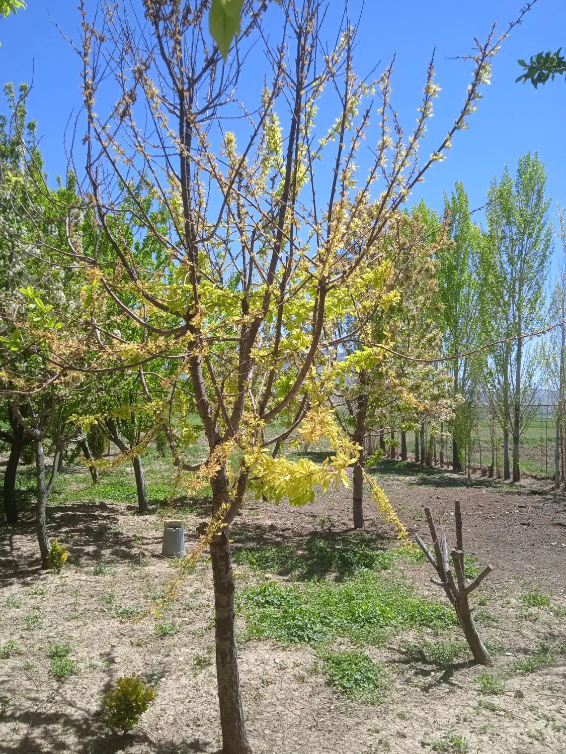 زمین با جواز گلخانه