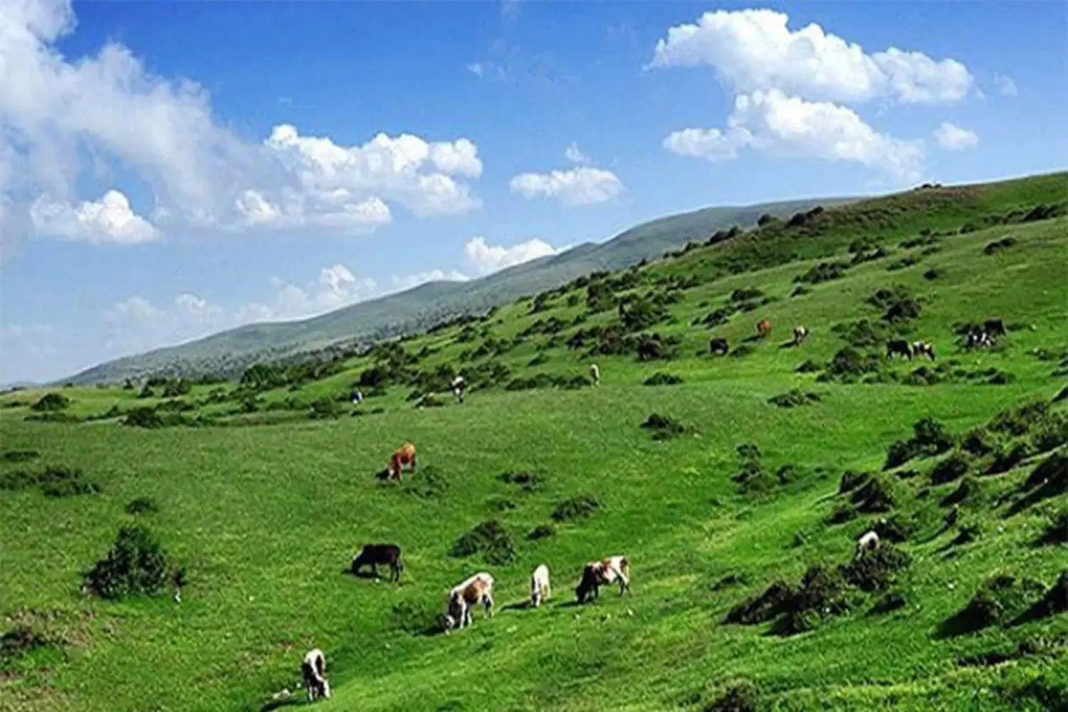 زمین
