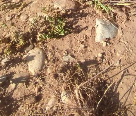 زمین کشت زعفران