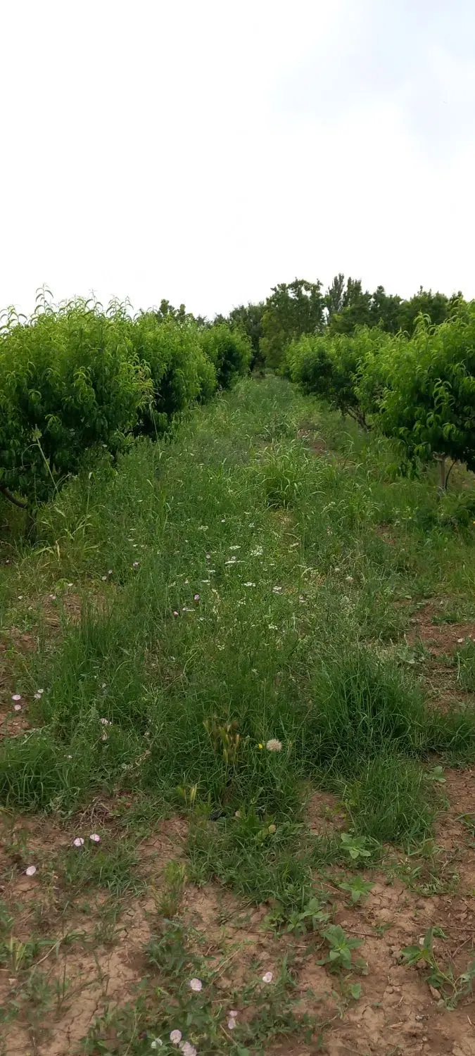 باغ میوه