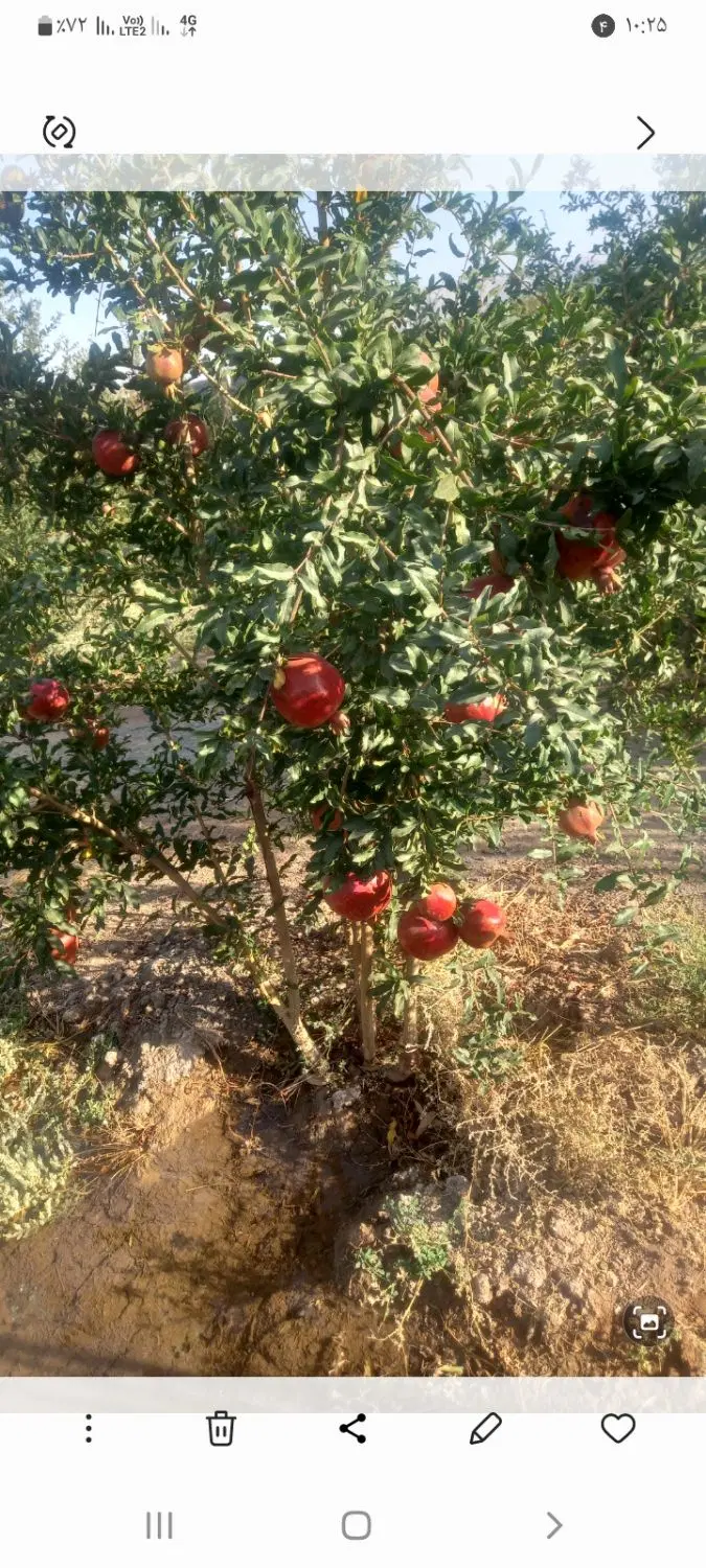 باغ