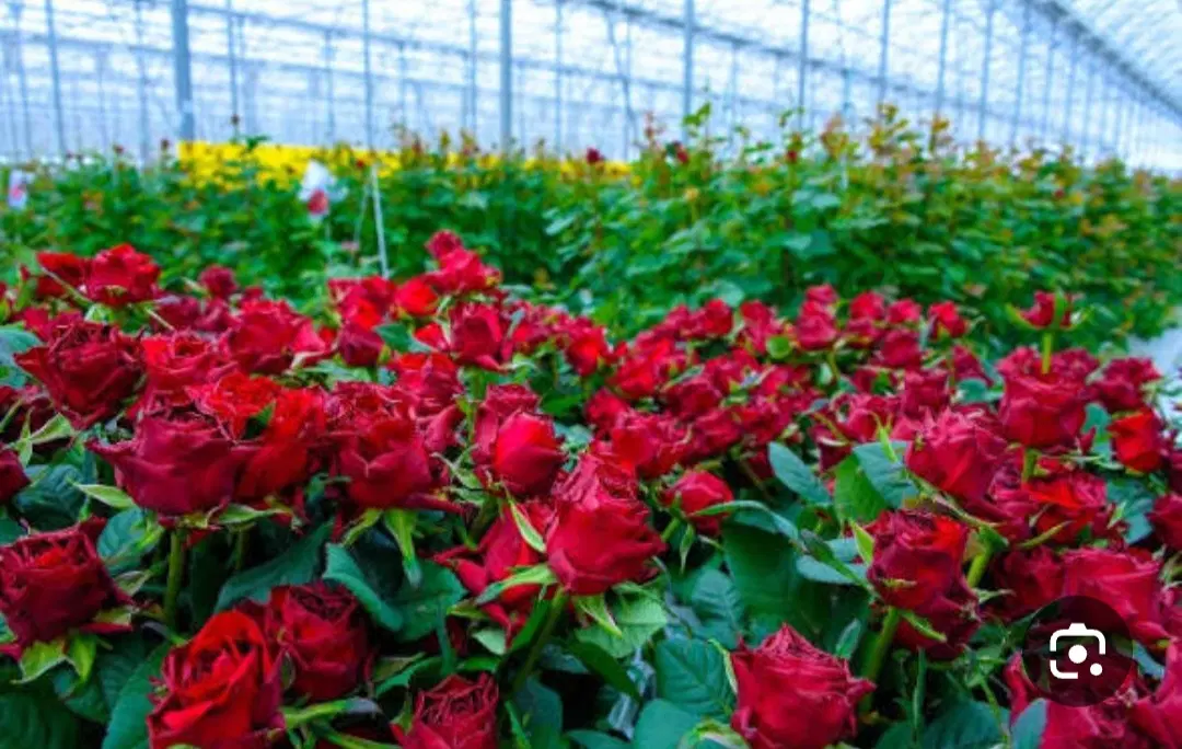 فروش زمین مخصوص گلخونه وخونه باغ