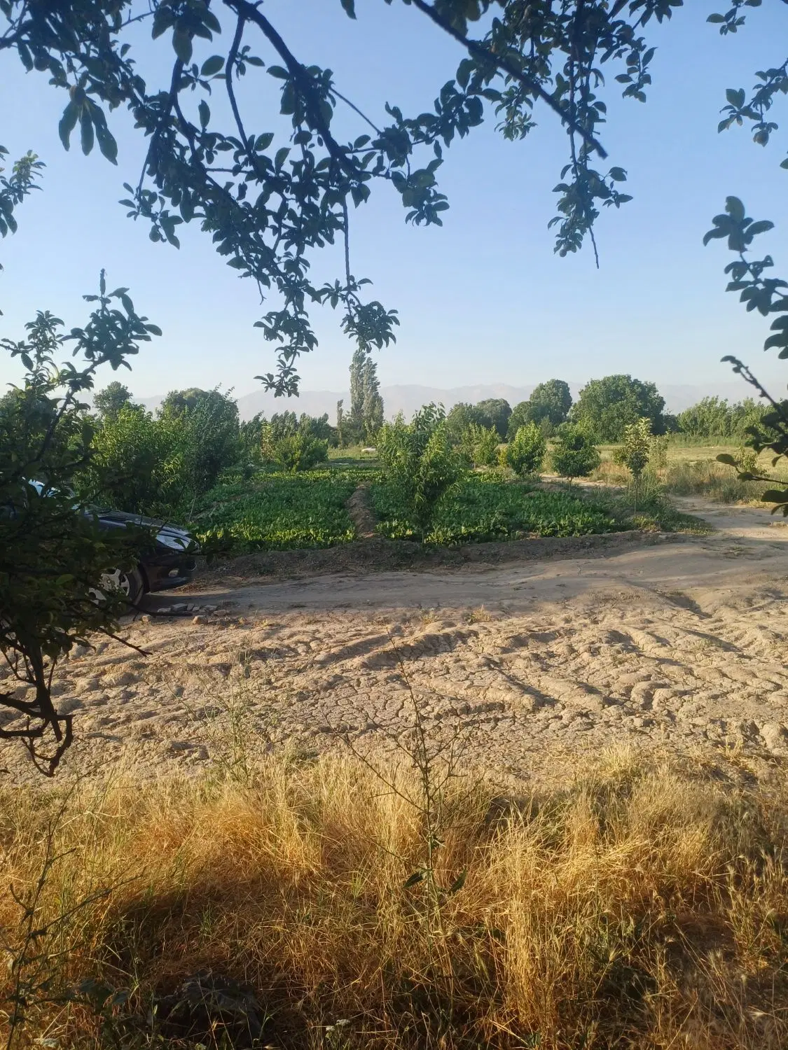 فروش باغ میوه