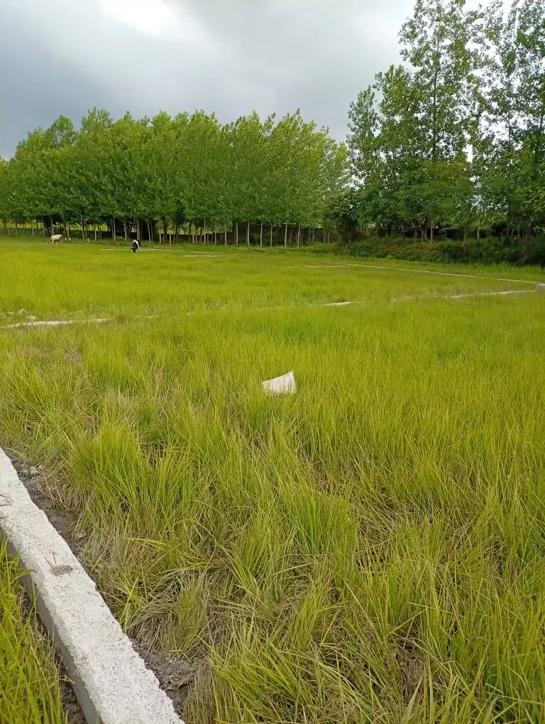 زمین زراعی ۳۰۰ متری داخل طرح