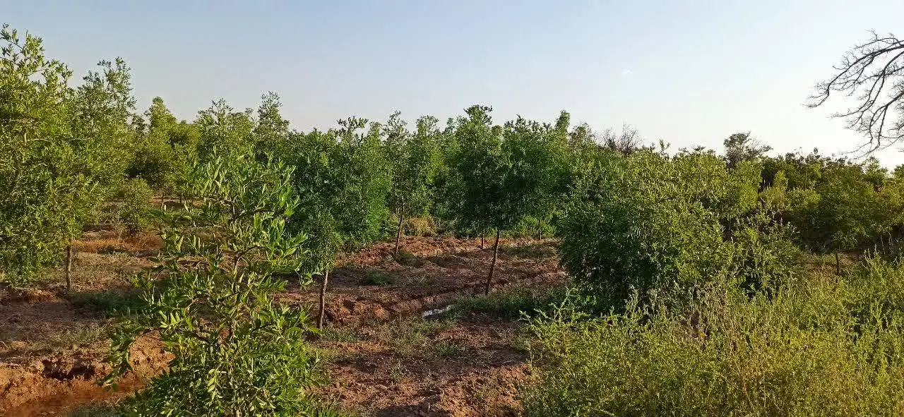 باغ در معصوم آباد
