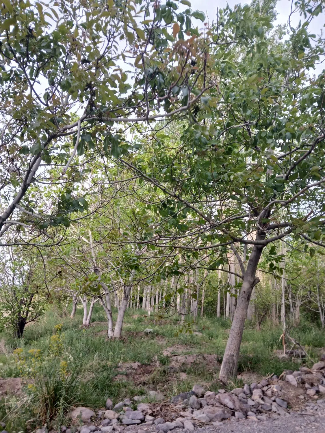 باغ ظهرود راین