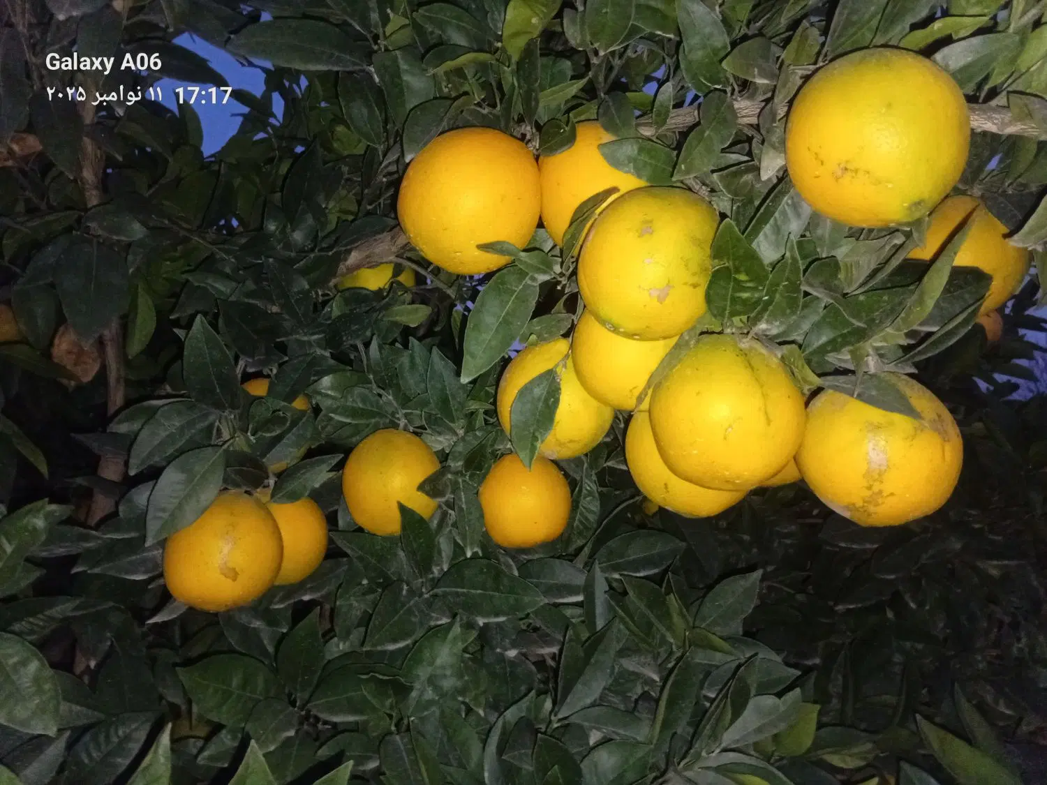 باغ ساحلی با خاک مناسب