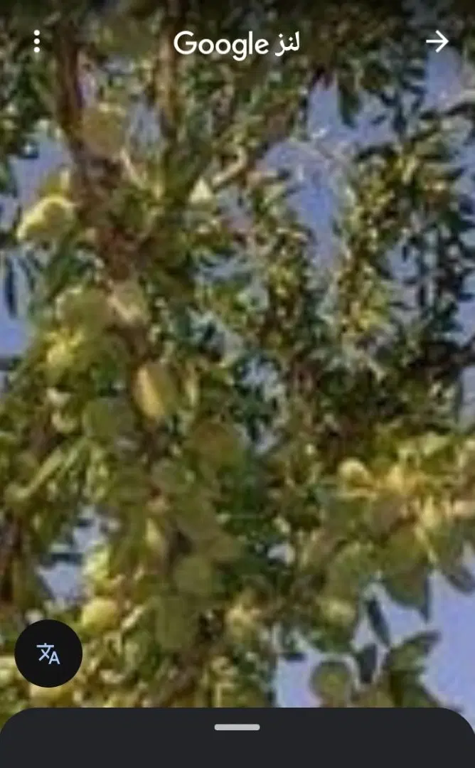 فروش باغ انگورو بادام