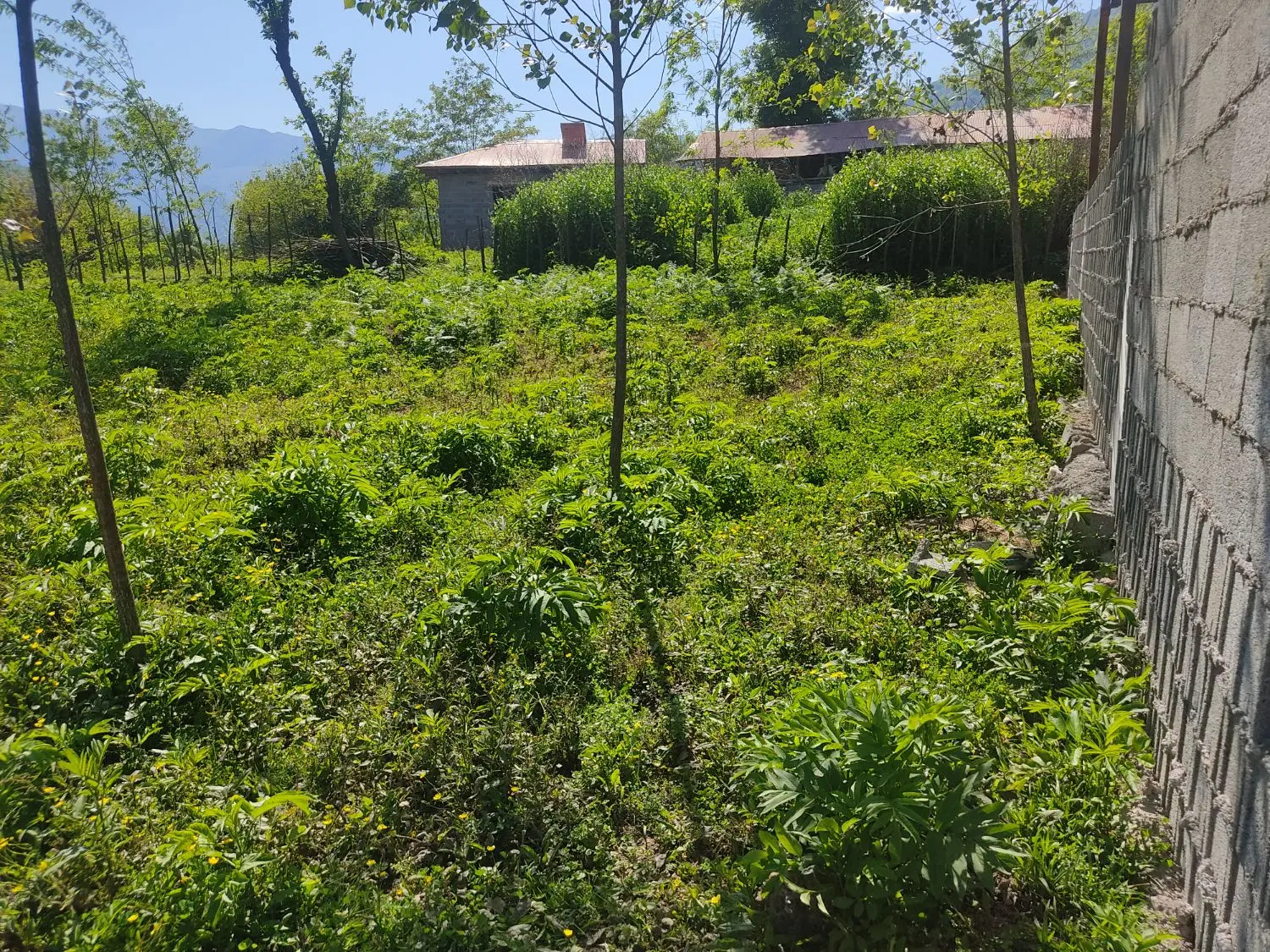 زمین مسکونی