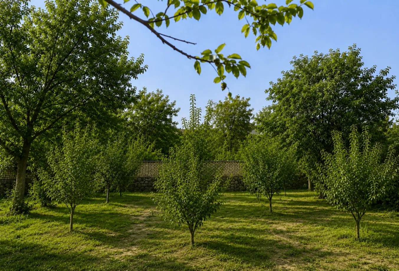 ۵۶۰ متر باغچه کردان آجین دوجین